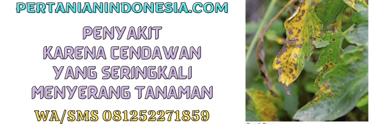 penyakit,cendawan,infeksi,budidaya,tanaman,pertanian indonesia